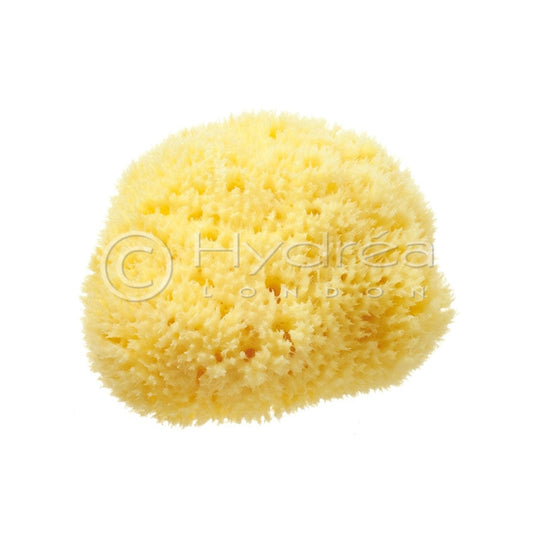 Hydrea London - Natural Sea Sponge Premium Honeycomb